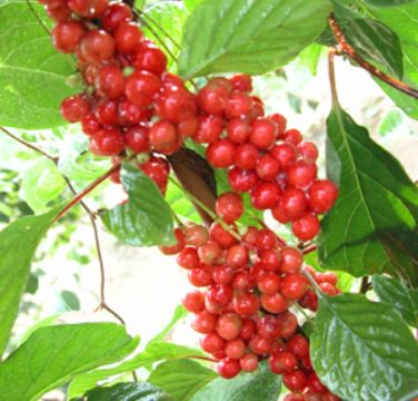  Schisandra Berries P.E.　